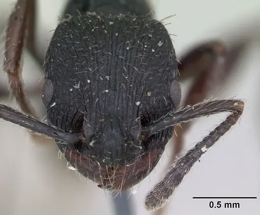 Patagonomyrmex angustus specimen CASENT0173374 image casent0173374_2