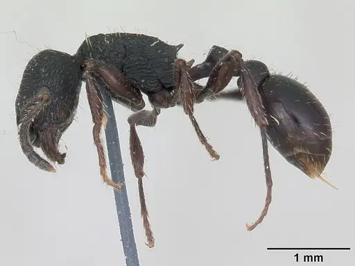Patagonomyrmex angustus specimen CASENT0173374 image casent0173374_3
