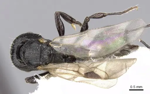 Patagonomyrmex angustus specimen CASENT0280993 image casent0280993_1