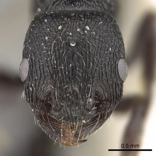 Patagonomyrmex angustus specimen CASENT0280993 image casent0280993_2