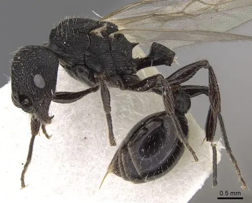 Patagonomyrmex angustus specimen CASENT0280993 image casent0280993_3
