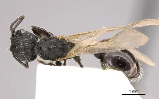 Patagonomyrmex angustus specimen CASENT0914808 image casent0914808_1