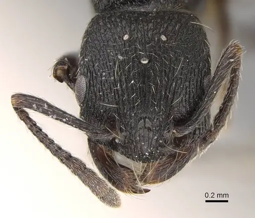 Patagonomyrmex angustus specimen CASENT0914808 image casent0914808_2