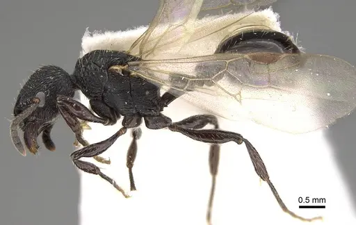 Patagonomyrmex angustus specimen CASENT0914808 image casent0914808_3