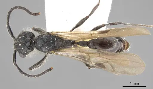 Patagonomyrmex angustus specimen LACMENT273603 image lacment273603_1