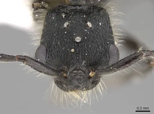 Patagonomyrmex angustus specimen LACMENT273603 image lacment273603_2