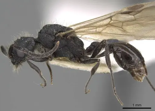 Patagonomyrmex angustus specimen LACMENT273603 image lacment273603_3