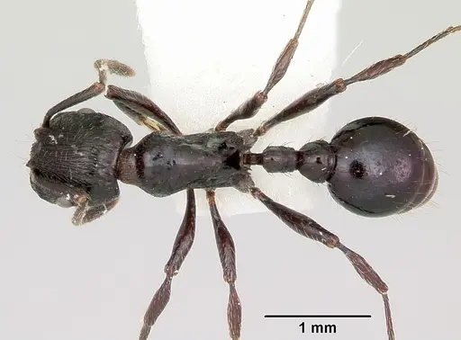 Patagonomyrmex laevigatus specimen CASENT0103393 image casent0103393_1
