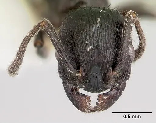 Patagonomyrmex laevigatus specimen CASENT0103393 image casent0103393_2