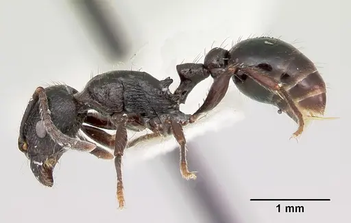 Patagonomyrmex laevigatus specimen CASENT0103393 image casent0103393_3