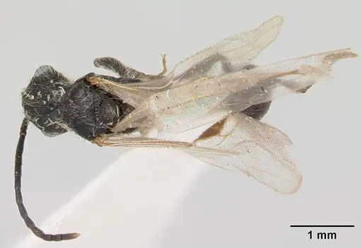 Patagonomyrmex laevigatus specimen CASENT0103394 image casent0103394_1