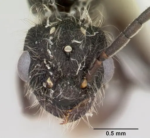 Patagonomyrmex laevigatus specimen CASENT0103394 image casent0103394_2