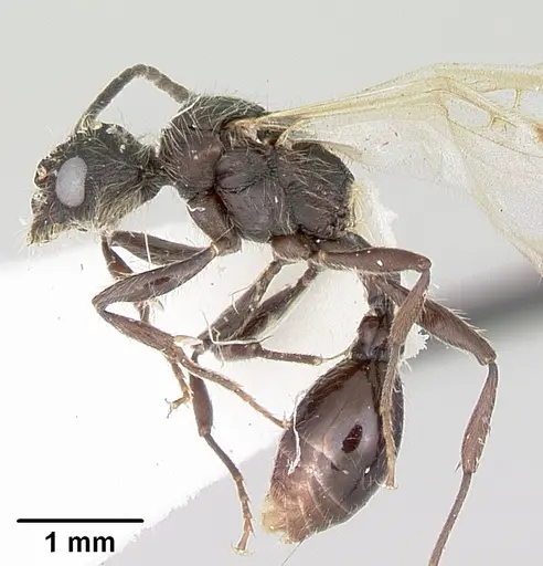 Patagonomyrmex laevigatus specimen CASENT0103394 image casent0103394_3