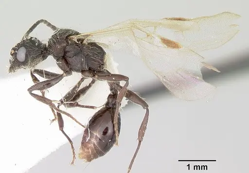 Patagonomyrmex laevigatus specimen CASENT0103394 image casent0103394_4