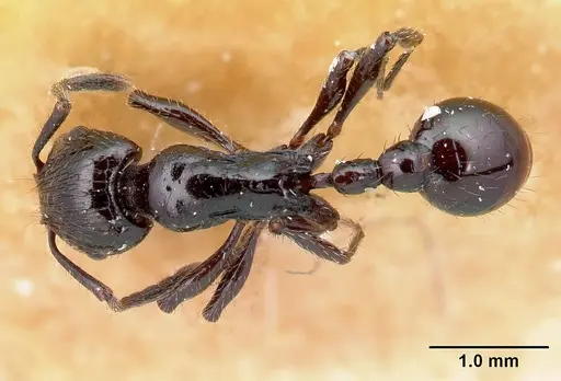 Patagonomyrmex laevigatus specimen CASENT0217258 image casent0217258_1