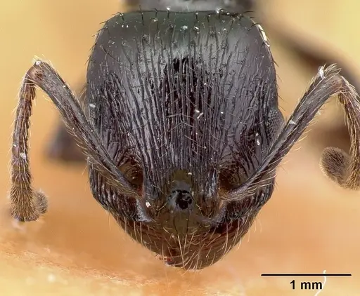 Patagonomyrmex laevigatus specimen CASENT0217258 image casent0217258_2