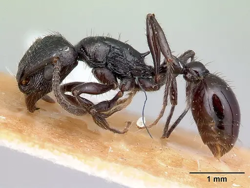 Patagonomyrmex laevigatus specimen CASENT0217258 image casent0217258_3