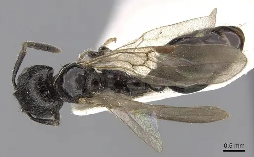 Patagonomyrmex laevigatus specimen CASENT0280991 image casent0280991_1