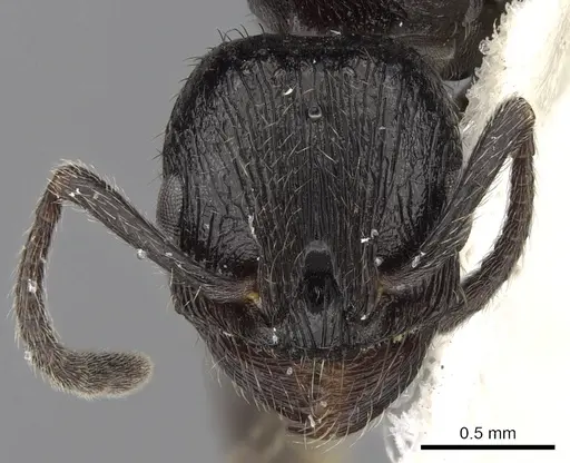 Patagonomyrmex laevigatus specimen CASENT0280991 image casent0280991_2