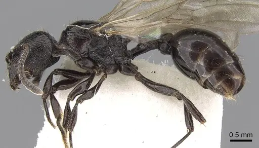 Patagonomyrmex laevigatus specimen CASENT0280991 image casent0280991_3