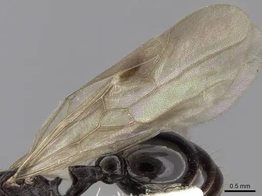 Patagonomyrmex laevigatus specimen CASENT0280991 image casent0280991_4