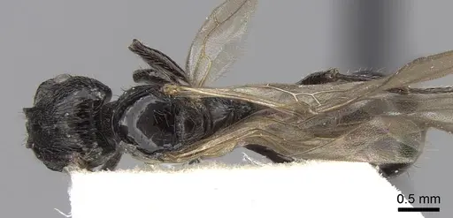 Patagonomyrmex laevigatus specimen CASENT0280992 image casent0280992_1