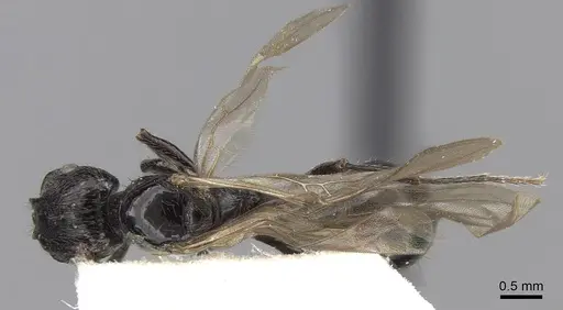 Patagonomyrmex laevigatus specimen CASENT0280992 image casent0280992_2