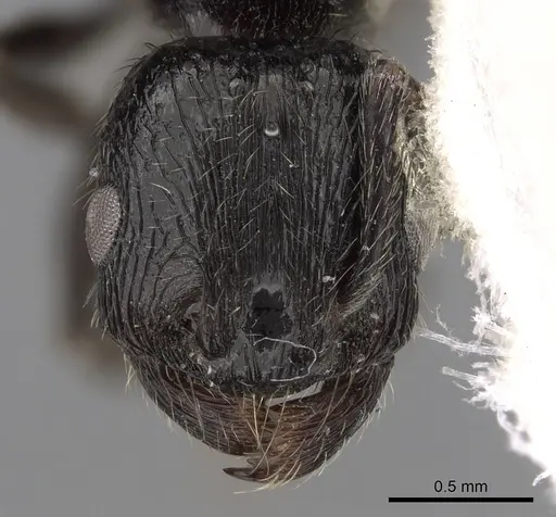 Patagonomyrmex laevigatus specimen CASENT0280992 image casent0280992_3