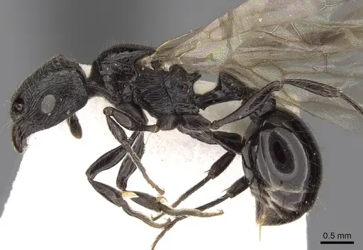 Patagonomyrmex laevigatus specimen CASENT0280992 image casent0280992_4