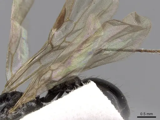 Patagonomyrmex laevigatus specimen CASENT0280992 image casent0280992_5