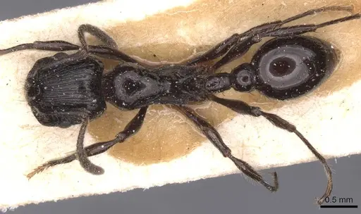 Patagonomyrmex laevigatus specimen CASENT0913096 image casent0913096_1