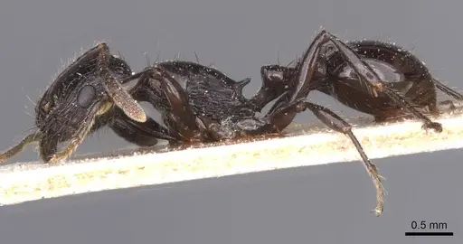 Patagonomyrmex laevigatus specimen CASENT0913096 image casent0913096_3