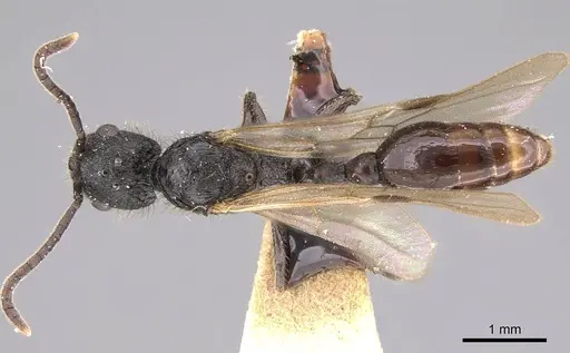 Patagonomyrmex laevigatus specimen CASENT0914809 image casent0914809_1