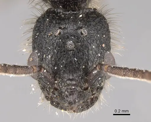 Patagonomyrmex laevigatus specimen CASENT0914809 image casent0914809_2