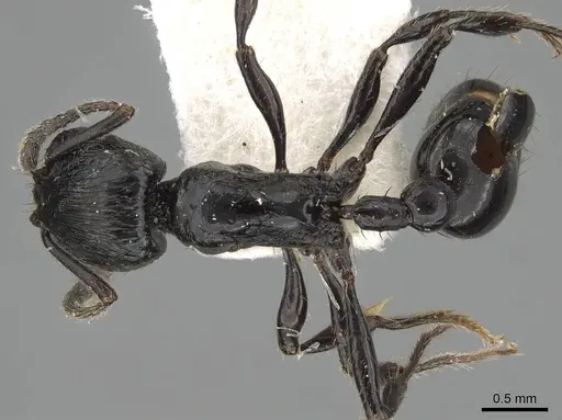 Patagonomyrmex laevigatus specimen CASENT0919843 image casent0919843_1