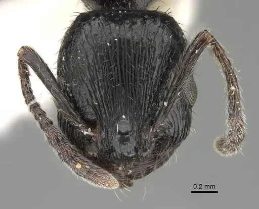 Patagonomyrmex laevigatus specimen CASENT0919843 image casent0919843_2