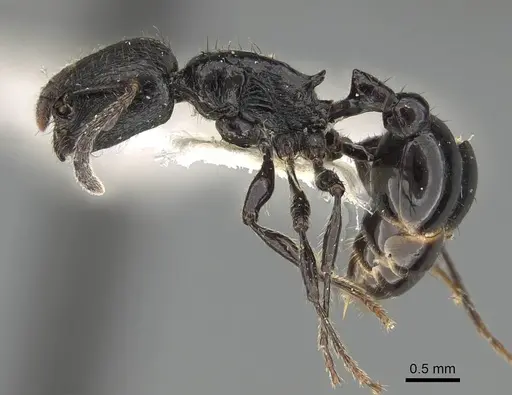 Patagonomyrmex laevigatus specimen CASENT0919843 image casent0919843_3