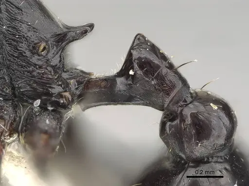 Patagonomyrmex laevigatus specimen CASENT0919843 image casent0919843_4