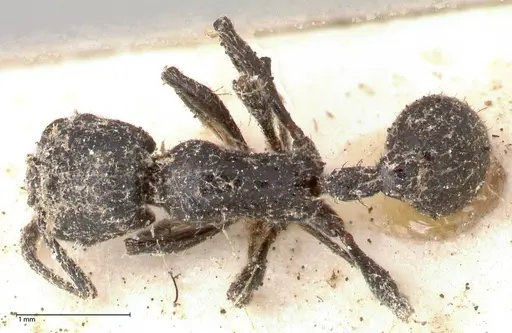 Patagonomyrmex laevigatus specimen FOCOL0600-1 image focol0600-1_1