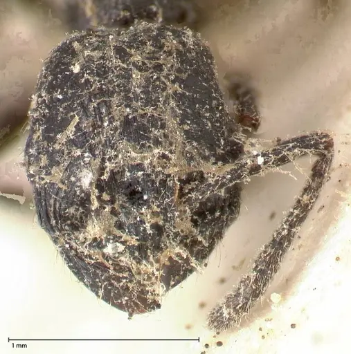 Patagonomyrmex laevigatus specimen FOCOL0600-1 image focol0600-1_2