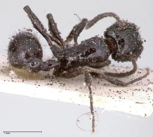 Patagonomyrmex laevigatus specimen FOCOL0600-2 image focol0600-2_1