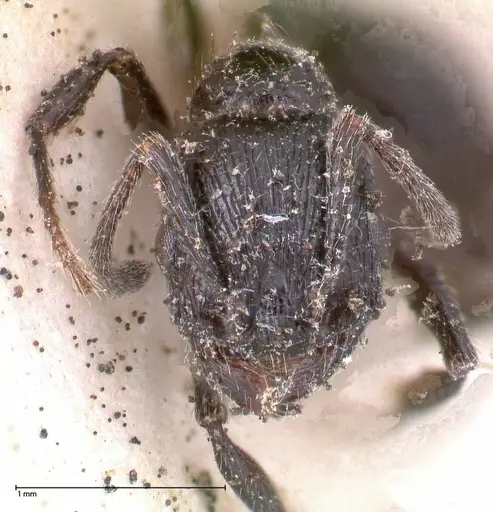 Patagonomyrmex laevigatus specimen FOCOL0600-2 image focol0600-2_2
