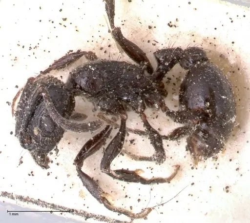 Patagonomyrmex laevigatus specimen FOCOL0600-2 image focol0600-2_3