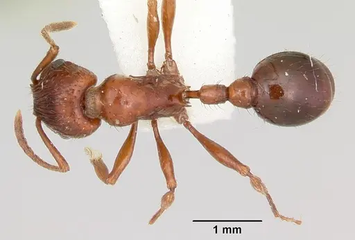 Patagonomyrmex odoratus specimen CASENT0103395 image casent0103395_1
