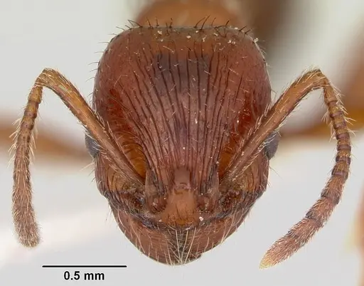 Patagonomyrmex odoratus specimen CASENT0103395 image casent0103395_2