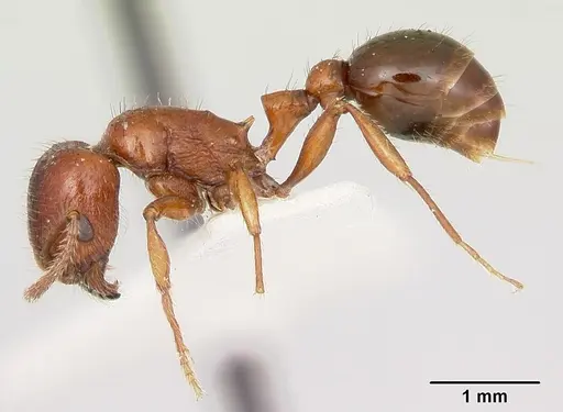 Patagonomyrmex odoratus specimen CASENT0103395 image casent0103395_3