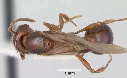 Patagonomyrmex odoratus specimen CASENT0103396 image casent0103396_1