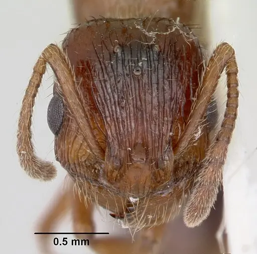 Patagonomyrmex odoratus specimen CASENT0103396 image casent0103396_2