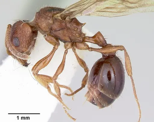 Patagonomyrmex odoratus specimen CASENT0103396 image casent0103396_3