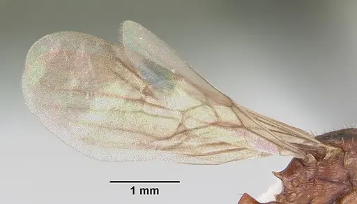 Patagonomyrmex odoratus specimen CASENT0103396 image casent0103396_4